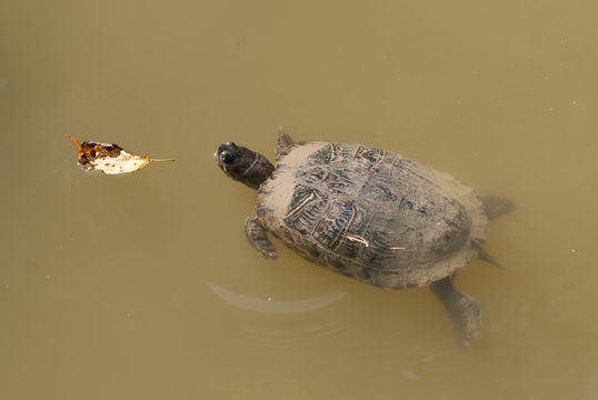 Schildkr&ouml;te