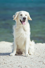 Labrador retriever 