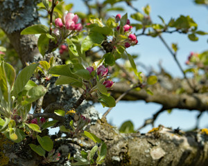 Obraz premium Apfelblüte