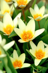 Fototapeta na wymiar Yellow daffodils on a white background