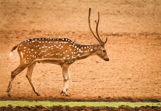 Single Spotted Deer