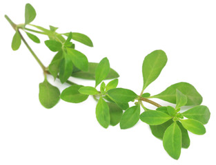 Thyme leaves