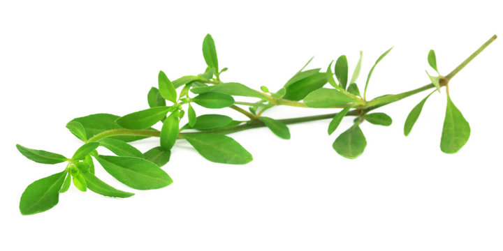 Thyme leaves