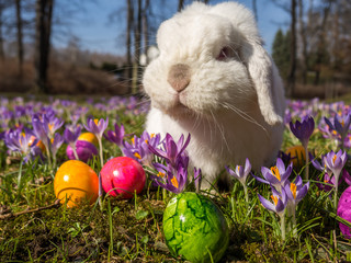 Frohe Ostern