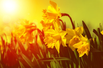 Gelbe Schalen-Narzissen (Narcissus) im magischen Licht der Frühlingssonne.