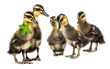 two newborn ducklings ( indian runner duck)