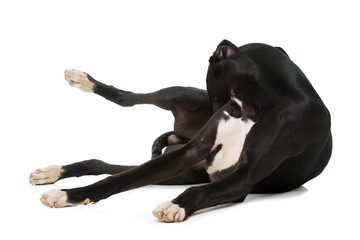 Hund putzt sich