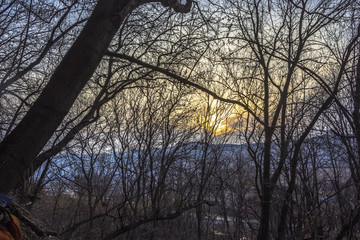 Ветки деревьев без листьев, природа, лес