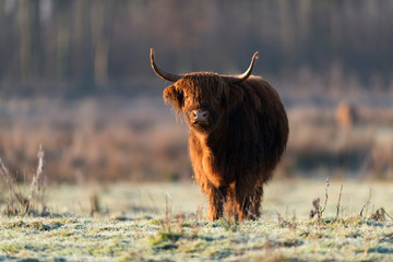 Highland bull in meadow on cold morning.