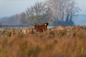 Highland cattle standing in tall grass meadow.