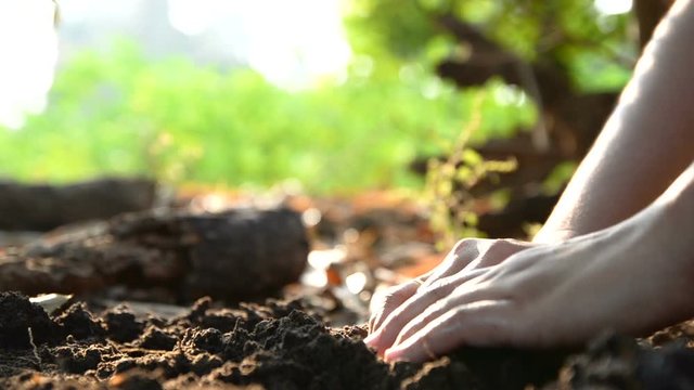 Hands of woman planting the seeds on earth ground and watered with nature ambient sound