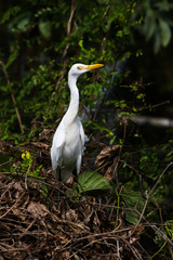 White bird Green Forest