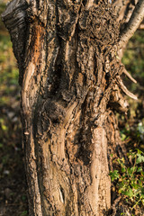 Tree bark close-up. Selective focus with shallow depth of field.