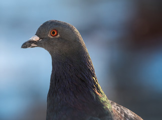 Pigeon closeup with bokeh background.
