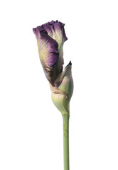 Bud of purple iris isolated on white background