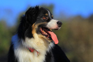 Australian shepherd