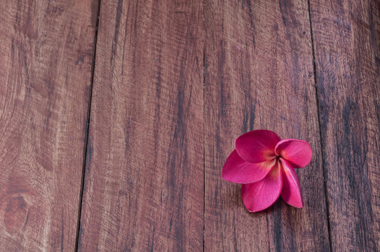 Dark pink plumeria flower on wooden desk