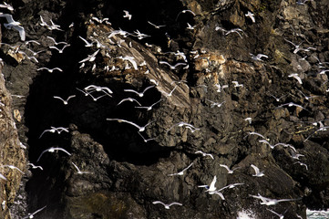 Kittiwakes in Alaska Maritime National Wildlife Refuge