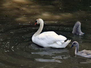 Young geese swim and dive for the goose mother