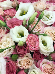 beautiful pink and white roses