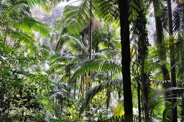 rainforest in australia