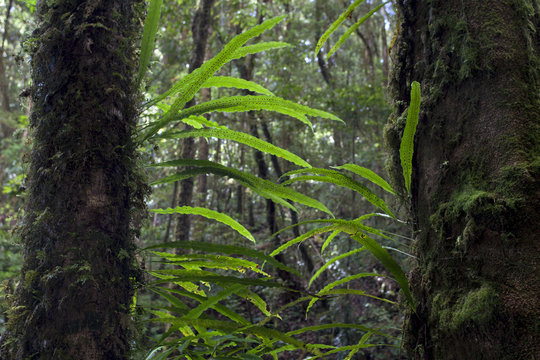 Fototapeta giant tree with plenty of small plant tropical garden, Tropical fern, parasite plant