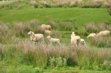 sheep in new Zealand