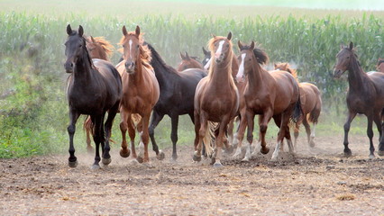 we are free, a herd of wild horses running straight to you