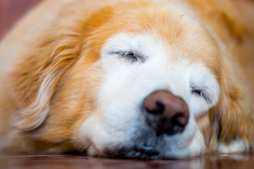 Closed up golden retriever dog laying on wooden floor