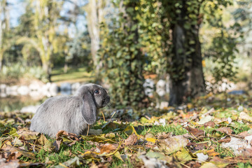 rabbit,  bunny