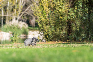 rabbit,  bunny