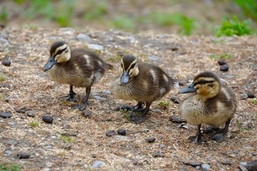Baby ducks