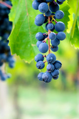 Weinrebe in Nahaufnahme