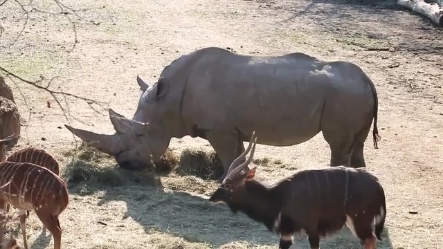 Rhino slep and eat in a fence of Safari