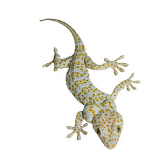 Naklejka premium Gecko na białym tle