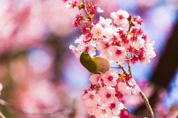 The Japanese White eye.The background is winter cherry blossoms. Located in Tokyo Prefecture Japan.