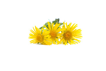 Yellow flowers isolated on white background