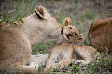 Lion cub with lioness