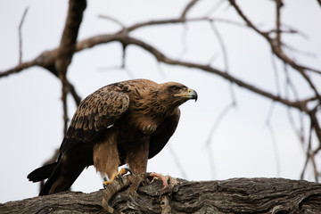 African Hawk with Prey