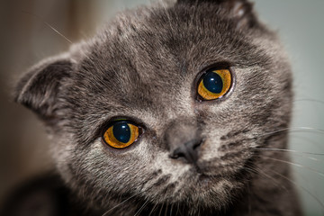Color picture of Scottish Fold kitten, portret - 140661233