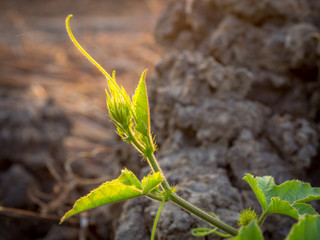 Plant leaf