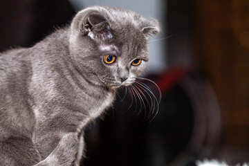 Color picture of Scottish Fold kitten, close-up - 140661262