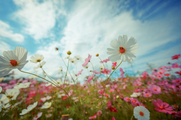 Cosmos flower blossom in garden