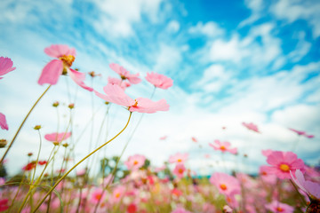 Cosmos flower blossom in garden