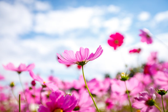 Cosmos flower blossom in garden