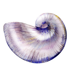 Nautilus sea shell isolated, watercolor illustration on white