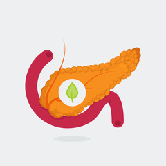 Pancreas vector illustration