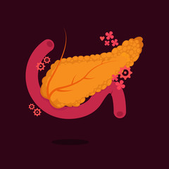 Pancreas vector illustration