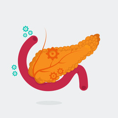 Pancreas vector illustration