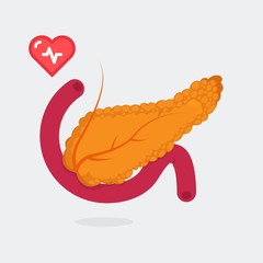 Pancreas vector illustration